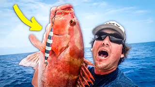 Jigging The Bahamas for Big Groupers | Catch and Cook