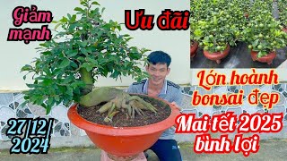 27/12/2024☎️0393843842 Kha 👉mai tết lùn lực bonsai hoành to thu đẹp giá rẻ thanh lý nhanh tay