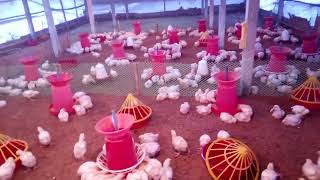 Murgi farming Company ke sath milkar Shuru Kare apna Business #poultry #trending  #shortvideo