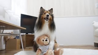 新しい技を4つ覚えたシェルティ🐶🐶(概要欄に教え方動画があります！)