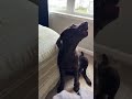 I know he's mad when the baby barks come out  #dog #funnyvideo