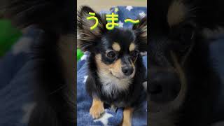 干し芋大好き犬#チワワ#日常