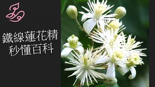 巴赫花精秒懂百科09鐵線蓮花精Clematis