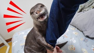 カワウソのビンゴが必死で何か言っている【鳴き声】Funny talking otter bingo!!