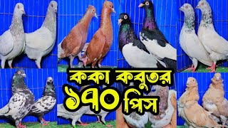 সবচেয়ে কমদামে বাশিরাজ ককা,পাল্লা করা হাইফ্লায়ার গিরিবাজ কবুতর কিনুন | খামারিদের কথা | Pigeon |