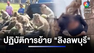 กรมอุทยานฯ-เทศบาลเมืองลพบุรี ออกแผนปฏิบัติการย้าย ลิงลพบุรี ครั้งใหญ่ | ห้องข่าวภาคเที่ยง