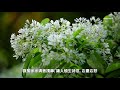 四月雪流蘇花 tassel tree