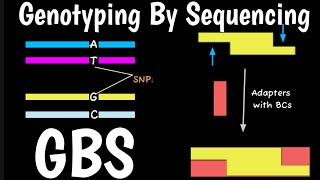 Genotyping By Sequencing | GBS | Sequence Based Genotyping | End To End Sequencing |