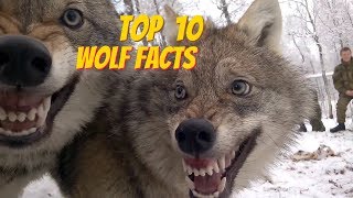 TOP 10 WOLF FACTS - EVERYTHING YOU EVER WANTED TO KNOW ABOUT WOLVES