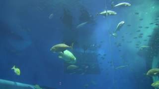 美ら海水族館ジンベエザメのエサやり