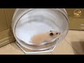 10things must you know about hamster വിനോദത്തിന്റെ കൂടെ വരുമാനവും