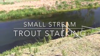 Small stream Trout stalking...Highly visual!