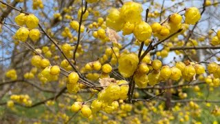 2023/01/18　蝋梅撮頃！　犬寄峠の黄色い丘　〜愛媛県伊予市〜