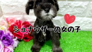 ミニチュアシュナウザーの子犬　（和歌山）