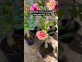 combo 1 only one day offer pic and collect adenium adinium plant