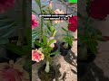 combo 1 only one day offer pic and collect adenium adinium plant