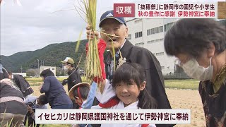 園児や児童が秋の実りに感謝して伊勢神宮に奉納する稲穂を刈り取る「抜穂祭」静岡市・護国神社