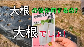 【大根栽培】の後作に大根栽培！！