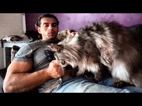 BEAUTIFUL BIG MAINE COON CAT Hélios...SO CUTE GIANT GENTLE Cat breed BEAUTIFUL BIG MAINE COON CAT Hélios...SO CUTE GIANT GENTLE Cat breed