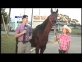 Horse interrupts reporter live