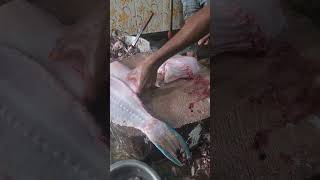 Amazing parrot fish cutting video#tmt Shafi#Salem#tamilnadu#hasthampatti