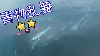 【海上釣り堀】福井県美浜町フィッシングレインボーで青物乱舞を楽しみました。(*☻-☻*)