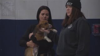 Iowa correctional facility unites foster dogs with reformed inmates