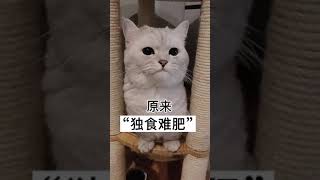 #粤语 救命这个小猫咪怎么这么好骗啊 笑死我