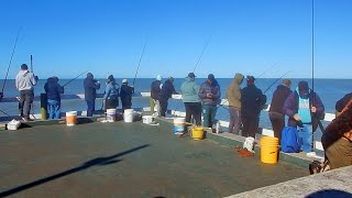 HERMOSA PESCA A BALDES LLENOS EN EL MUELLE DE PINAMAR