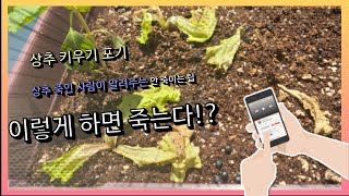 실패한 사람이 알려주는 상추키우기 팁!!|홈가드닝| [Growing Strawberries\u0026korean lettuce\u0026spring onion at Home] #상추 마지막