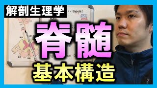 【基礎から勉強・解剖生理学】脊髄（基本構造）【理学療法士・作業療法士】