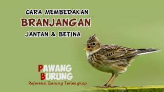 Suara Burung Branjangan Serasa Di Pasar Burung Kicau