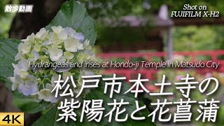 【紫陽花】松戸市本土寺通称あじさい寺に行ってきた Went to see hydrangeas at Hondo-ji Temple in Matsudo City【X-H2/4K】