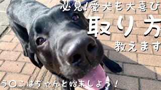 【閲覧注意】必見!犬のうんこはこう取る‼︎ 〇〇に注意することが大事です！ -Labrador Nice catch of Labrador retriever poop‼︎-