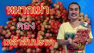 ดองเหล้าหมากเม่ารสชาติฟินสุด : บ้านสวนวาสนาดี EP.43