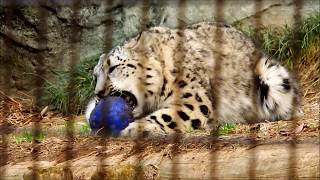 フクくん、電池切れです　Snow leopard(ユキヒョウ)　多摩動物公園