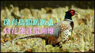 保育鳥類趴趴走！到花蓮賞環頸雉 | 台灣蘋果日報