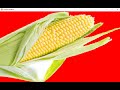 Pygame Basics: Displaying an Image