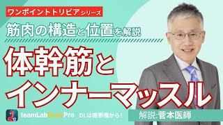 現役医師が解説　体幹筋とインナーマッスル【ワンポイントトリビア】