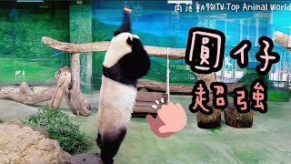 圓仔姐姐打點心超努力，模樣好可愛|熊貓貓熊The Giant Panda Yuan Yuan and Yuan Bao|台北市立動物園