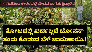 ತೋಟದಲ್ಲಿ ಖರ್ಚಿಲ್ಲದೆ ಬೋನಸ್ ತಂದು ಕೊಡುವ ಬೆಳೆ ಜಾಯಿಕಾಯಿ.! 30 ಗಿಡದಿಂದ ಕೇರಳದಲ್ಲಿ ಜೀವನ ಸಾಗಿಸುತ್ತಿದ್ದಾರೆ.!