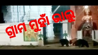 ଖାଦ୍ୟ ପାଇଁ ଗ୍ରାମ ମୁହାଁ ଜଙ୍ଗଲି ଭାଲୁ ।