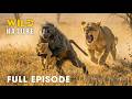 Win or Die (FULL EPISODE) | Deadliest Battles for Survival | Animal documentary