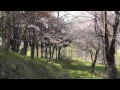 2014年5月10日　滝上町　濁川公園　サクラの花びらがヒラヒラ