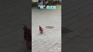 Ikun 鸡你太美🐔