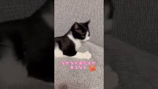 やんちゃ猫対応ソファカバー【しっかり布でソファを保護】 #shorts