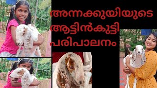 അന്നകുട്ടിയുടെ ആട്ടിൻകുട്ടി പരിപാലനം | Goat kid care and management | @allaboutvetDrcathleen