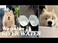 Will my dog like baths now? | River Water Challenge