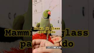 Mammi ek glass pani dedo 🦜😂#viralvideo #comedyvideos #talkingparrot #animals