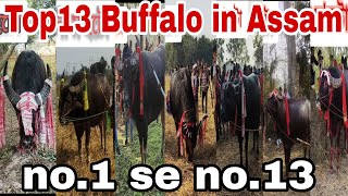 TOP 13 buffalo In Assam//India2024//mohjuj 2024//buffalofight2024//Mohjuj Assam 2024 #moh #trending